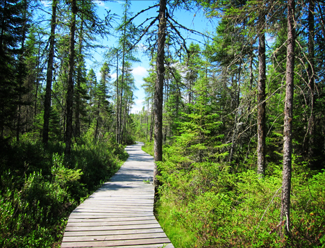 Boreal Life Trail at the Paul Smiths VIC